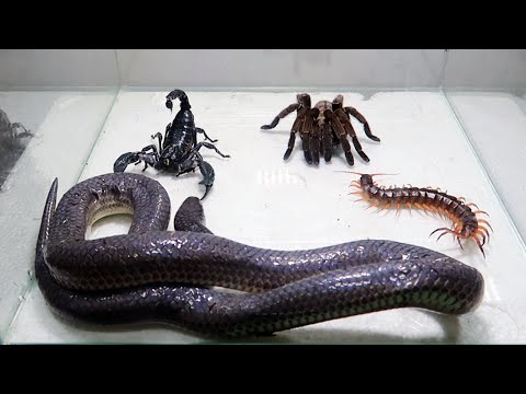 Poison Snake Scorpion Tarantula Centipede