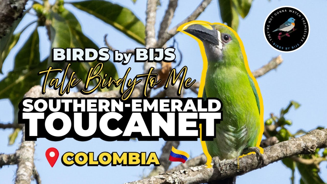 Southern Emerald Toucanet - Birding Colombia - BIRDS by BIJS