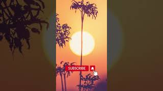 Download lagu SURAH ASH-SHAMS | CHEIKH SAAD AL-GHAMDI | ​⁠ #beautifulquranrecitation #surahashshams #quran #islam mp3