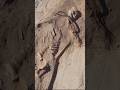 Remains Of Female Vampire Found In Poland Shorts Vampire
