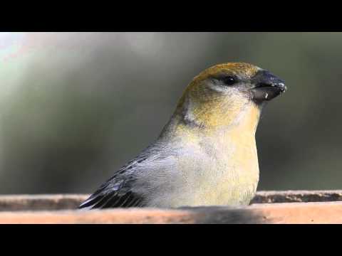 Pine grosbeak