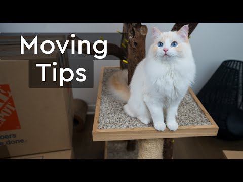 Moving with Cats to your New Home | The Cat Butler