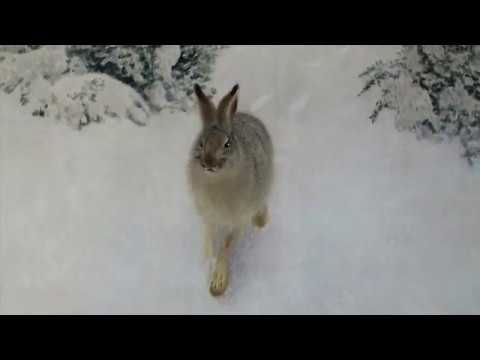Winter Hare, Bruno Liljefors