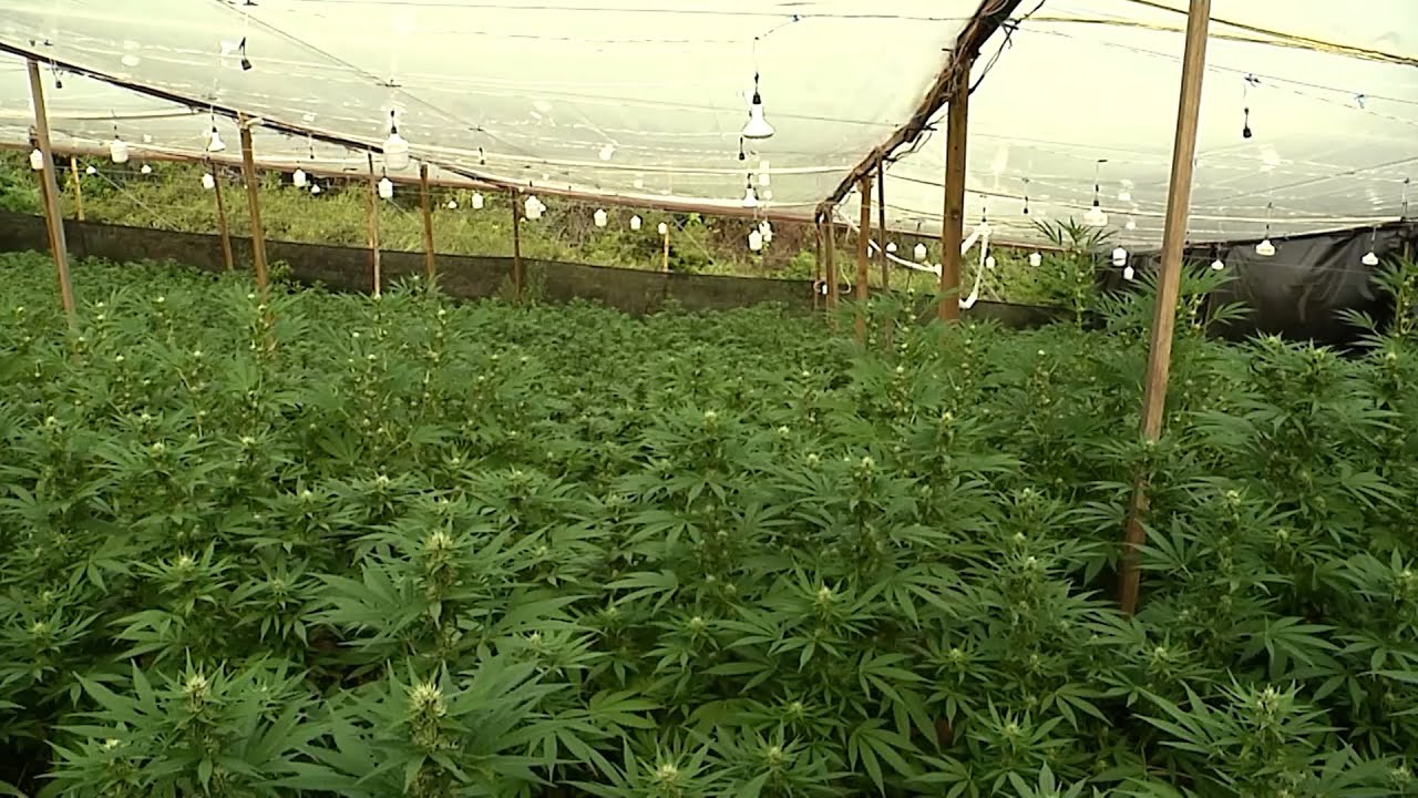 20 ENE MARTES   CAP 2   RED DE CANNABIS COLOMBIA MASTER GROWER   VIJES   VALLE DEL CAUCA