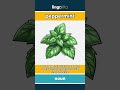 peppermint - a strong, cool mint flavor... video thumbnail