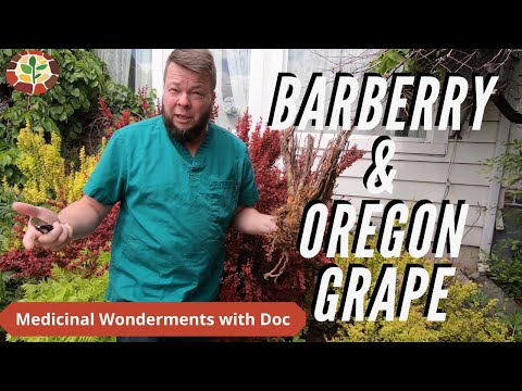 Barberry vs Oregeon Grape: Medicinal Plant Showdown!