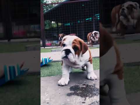 Bulldog puppy for sale