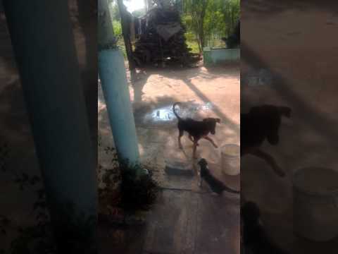 Cat and dog funny time