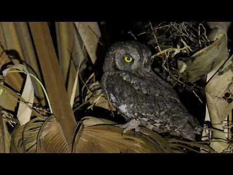 שעיר מצוי - הנקבה קורצת