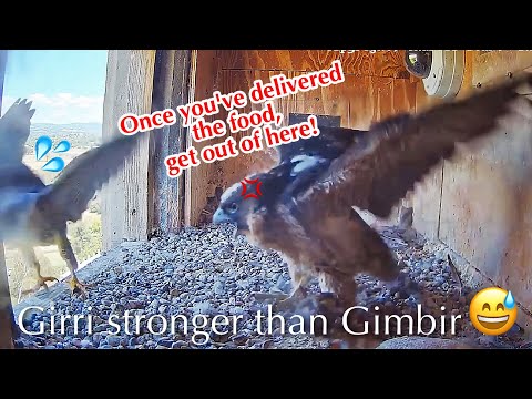 #223🦅Girri🐥41°／CSU Nest 2025🇦🇺Diamond💗Gimbir／Powerd by FalconCam Project