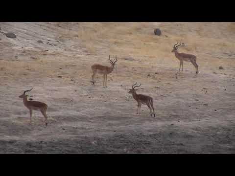 Djuma: Impala bachelor group - 08:07 - 10/03/18
