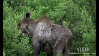 asia-the closer i get to you