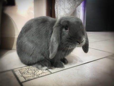 CONIGLIO ARIETE NANO - Crazy bunny 🐰