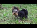 Yorkshire Terrier puppy for sale