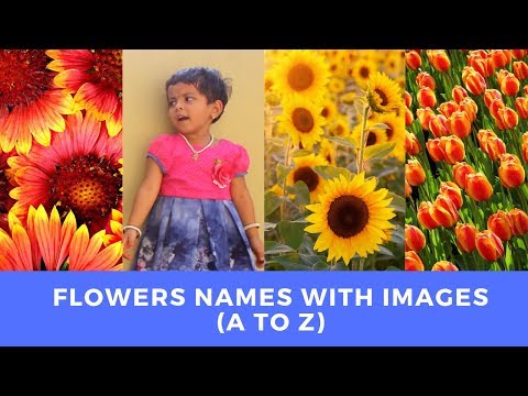 Synthesize all data related to names of flowers
