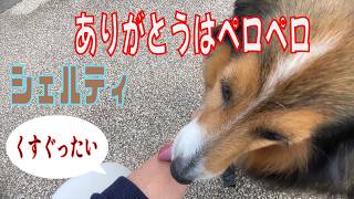 【シェルティ】ありがとうはペロペロ【フランス田舎暮らし🇫🇷】#犬の散歩 #賢い犬 #犬のいる暮らし #シェルティ