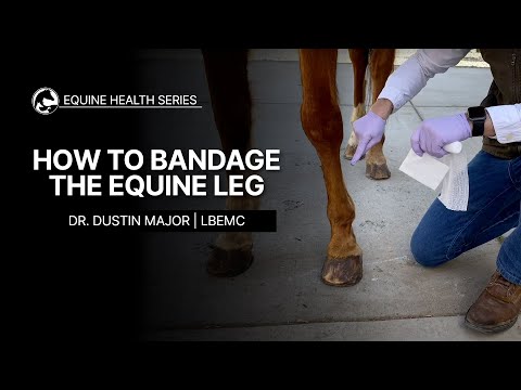 YouTube video about: How to wrap a horse's leg with vet wrap?