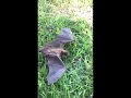 Bat Release - Bat Specialists of Oklahoma