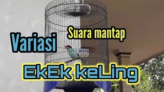 Download lagu Ekek keling GACoR mp3 Download lagu Ekek keling GACoR mp3