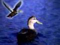 Ducks Like Rain