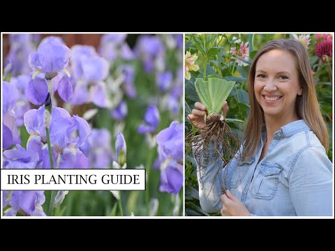 Iris Planting Guide // How to Plant and Divide Bearded Iris Rhizomes // Northlawn Flower Farm
