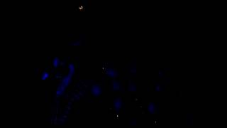 Marc Almond with Jethro Tulls Ian Anderson at the RAH 30/6/2013 AUDIO ONLY