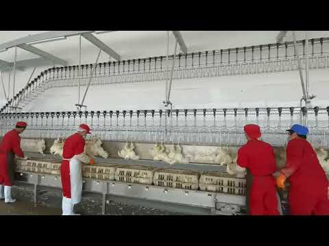 10000 BPH Broiler Chicken Slaughterhouse Poultry Processing Plant Line Slaughter Equipment