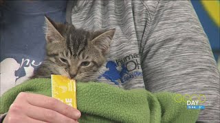 Kitten 'Shale' benefits from community's 'Giving Tuesday' donations | Good Day on WTOL 11