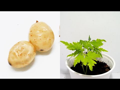 メリア・アゼダラク