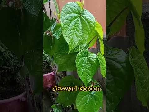 #Eswari Gorden #flower #plant #nature #garden