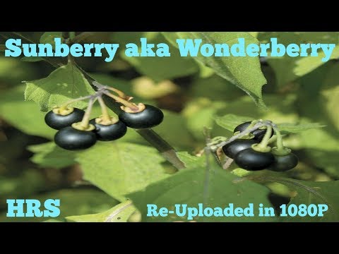 ⟹ Sunberry | Solanum guinense x villosum