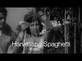 BBC: Spaghetti-Harvest in Ticino 