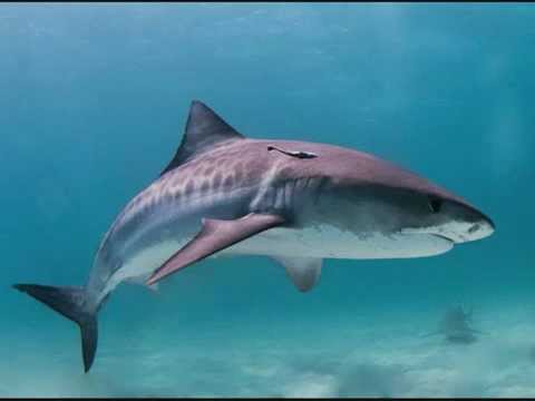 os 7 tubarões mais perigosos do mundo