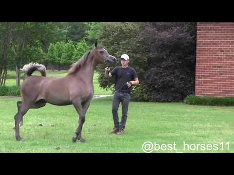 What a beauty, different fillies but same origion of beauty.  The secret is Exxalt.