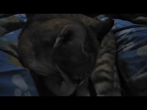 ทำไมน้องแมวจึงตัวสะอาดกว่าน้องหมา​  I เจ้าแมวจอมซน @ Thanika chanel