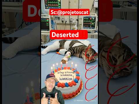 Deserted‼️#animalintelligence #cats #catshorts #catvideos #aiandcats #aicats