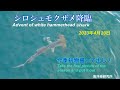 シュモクザメ降臨　advent of white hammerhead shark