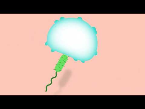 Somatic Cells in Milk