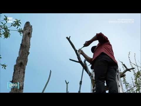 L’orto sull’albero - documentario Geo&Geo Rai3