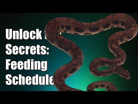 Unlock the Secrets: Perfect Feeding Schedule for Your Juvenile Rainbow Boa!