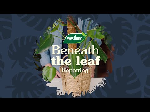 bonsai 4litre potting mix Video