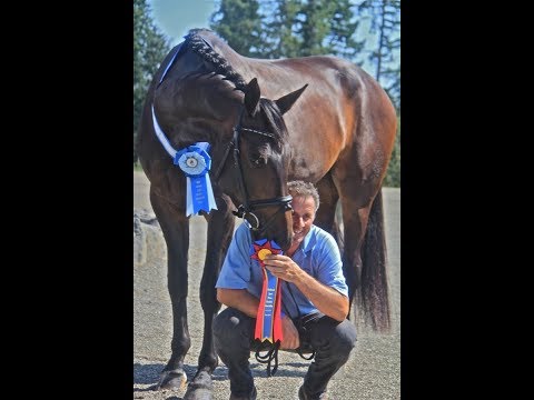 Horses demonstrate  incredible movement bred by Dreamcatcher Meadows