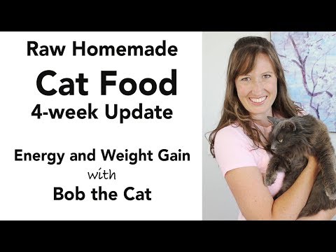 Homemade Cat Food Update (kidney disease diet - low phosphorus)