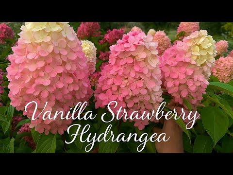 Planting Vanilla Strawberry Hydrangeas 🍓🌿& Rare Purple Beech Tree | Hydrangea Paradise
