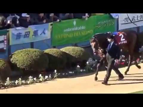 2016.12.25.ホープフルステークスのパドック映像。