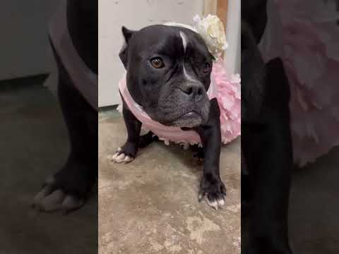 Medusa, an adoptable American Bully & Bulldog Mix in Dublin, OH_image-1