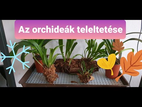 , title : 'Orchideák teleltetése | Hogyan teleltessük a különböző orchidea fajtákat?'