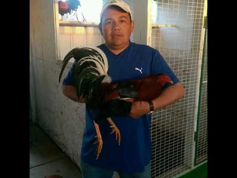 EL CORRIDO DE GALLERO SALVIO