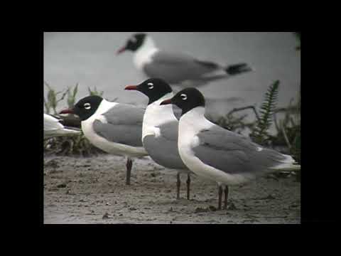 アメリカズグロカモメ（2）迷鳥（カナダ・ブルックス） - Franklin's Gull - Wild Bird - 野鳥 動画図鑑