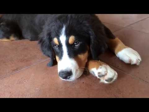 bernese mountain dog  SWEETEST PUPPY